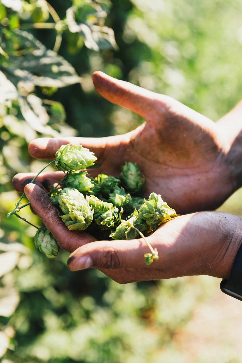 Creative expression is the core of craft beer, and we’re here to help you discover more ways to brew outside the box. Five of our varieties were recently featured in Craft Beer and Brewing Magazine. Read more here - hubs.ly/Q01Z0bsH0