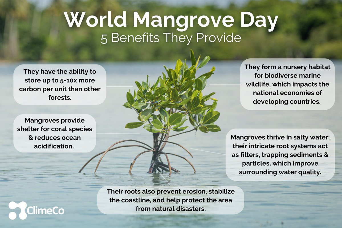 #Mangroves are one of the planet's most productive & biologically diverse ecosystems. We proudly support mangrove reforestation efforts in Indonesia through our project partners, #YAKOPI & @PurProjet.

Celebrate by learning + about these ecosystems & how you can contribute!