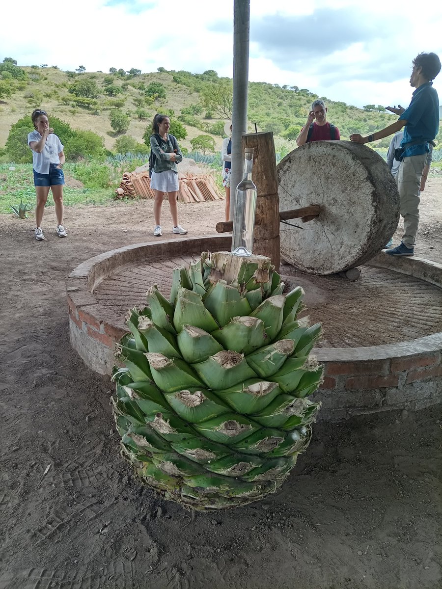 xkaldob's tweet photo. Platicas en zapoteco , un tour con amigos interesados en conocer   el proceso del mezcal y su cultura. https://t.co/h8vmbntvgs
