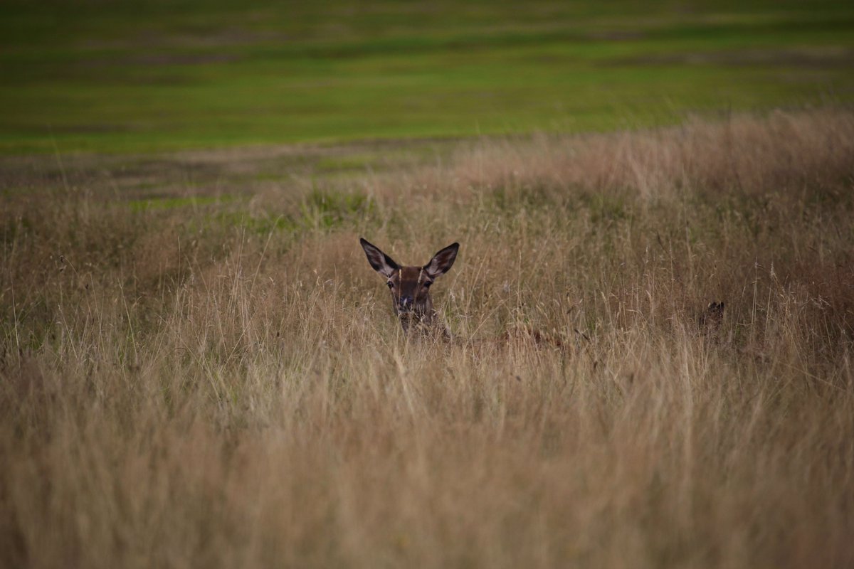 A Sika deer in County Kerry.

#digitalnomad #irlandbeforeyoudie #westcoast