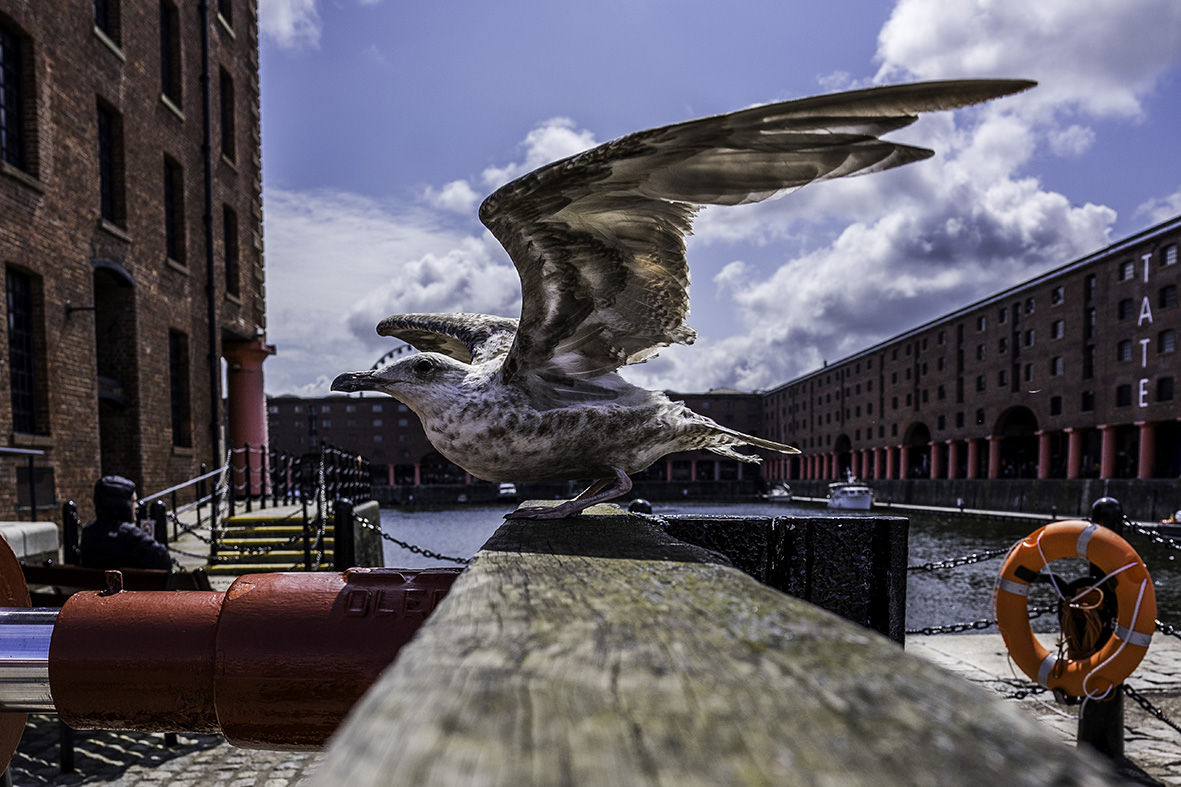 Waiting in the wings

#AlbertDock #RoyalAlbertDock #TateLiverpool #Liverpool #ThePhotoHour #StreetPhotography #Street