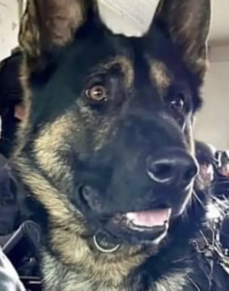 Dogs in service give us their all, and they’re a valued part of our teams. A loss like this is devastating, and we mourn the loss of Bingo. Condolences to TPS. #Police @TPAca @TorontoPolice