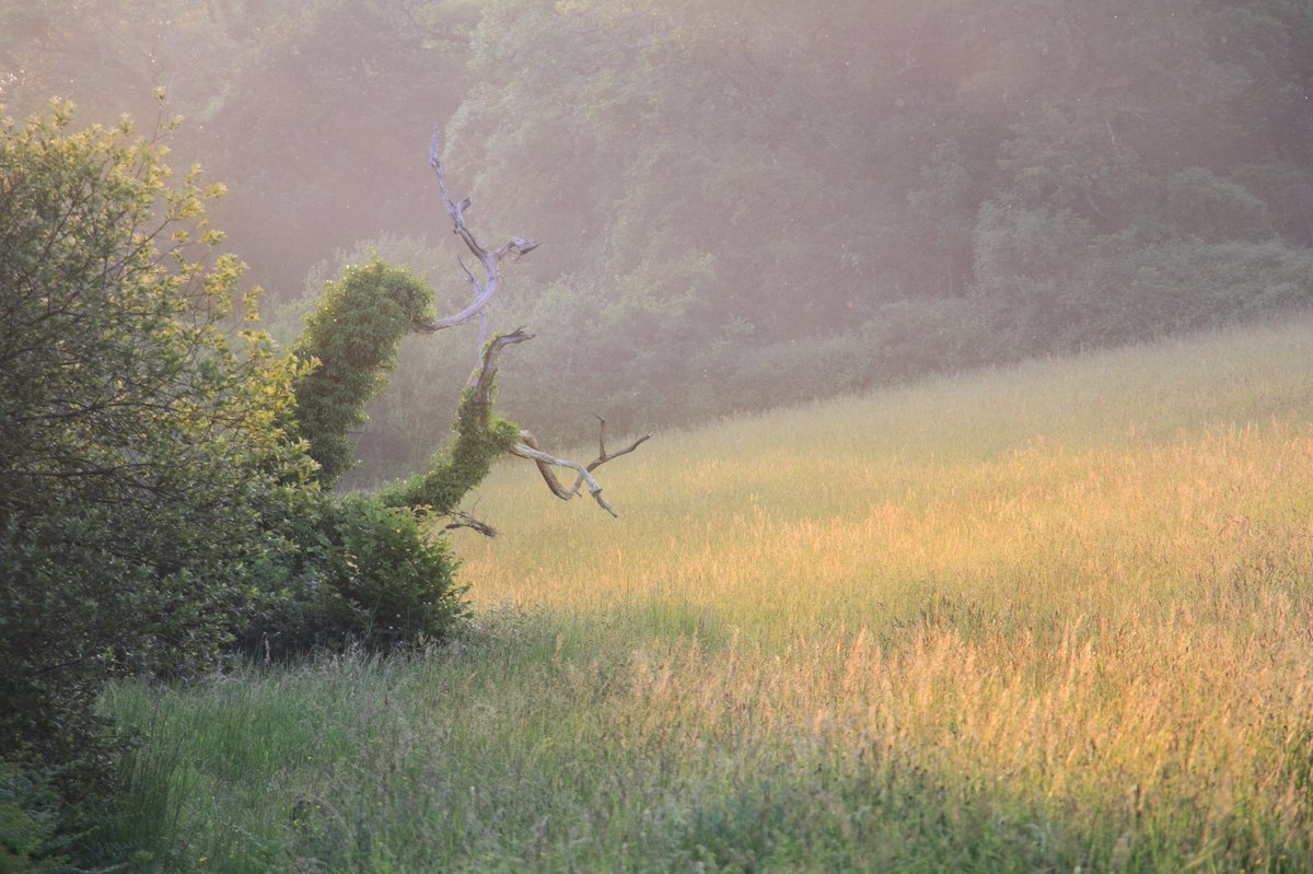 Summertime in Cheriton Valley #Gower