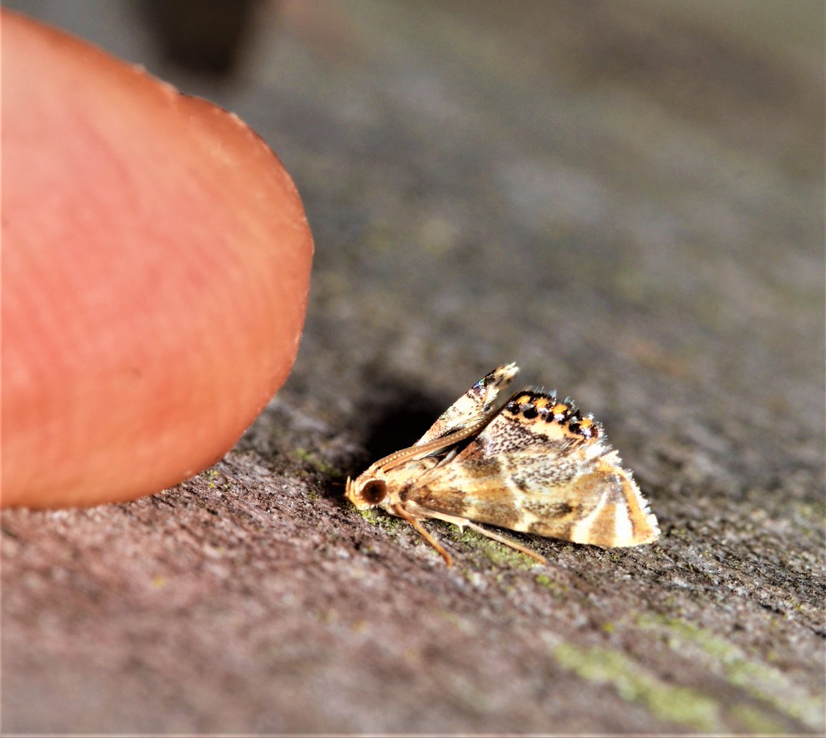 What a find! Last night, the Global Center celebrated #MothWeek by doing a bit of mothing in the <a href="/IndianapolisZoo/">Indianapolis Zoo</a>'s White River Gardens. Our Invertebrate Conservation Coordinator <a href="/SS_Henriques/">𝕊𝕖𝕣𝕘𝕚𝕠 ℍ𝕖𝕟𝕣𝕚𝕢𝕦𝕖𝕤 (he/him/his)</a> found this beauty, and it is indeed fascinating. 1/