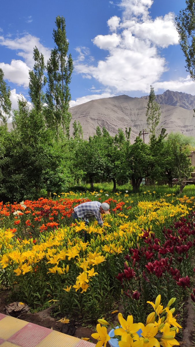 RigzenTsewang's tweet photo. Lilium flowers in Leh are in full bloom. Hoping for good returns this year💐
#missionfloriculture @narendramodi @nstomar @lg_ladakh @CSIR_IND @CSIR_IHBT @Bhavya100 @DIPR_Leh @ddnewsladakh @AgriGoI https://t.co/bCaXN8p5nP