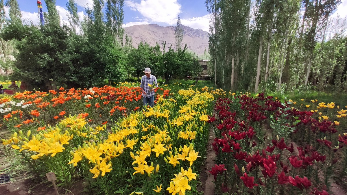 RigzenTsewang's tweet photo. Lilium flowers in Leh are in full bloom. Hoping for good returns this year💐
#missionfloriculture @narendramodi @nstomar @lg_ladakh @CSIR_IND @CSIR_IHBT @Bhavya100 @DIPR_Leh @ddnewsladakh @AgriGoI https://t.co/bCaXN8p5nP