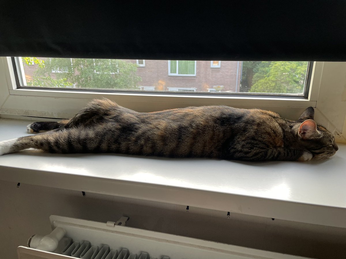 LOOK AT THOSE STRETCHED LEGS! 🥹😍

Pixie wanted to let you guys know she misses your treats on stream!! 🐱