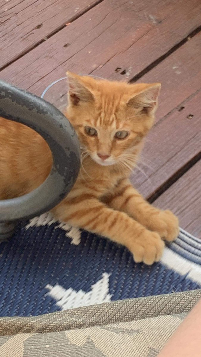 So, I don’t know where I came from because all cats around are fixed, but I found this cool house that feeds me and it has a cool deck where I can sleep under. The kind lady in the house calls me Traded Joe, I’m trying my best to get her to take me into her house .