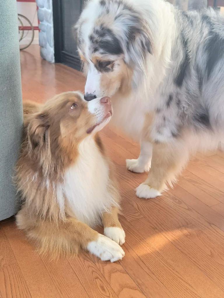 Brotherly love!!!! #Dogsoftwitter