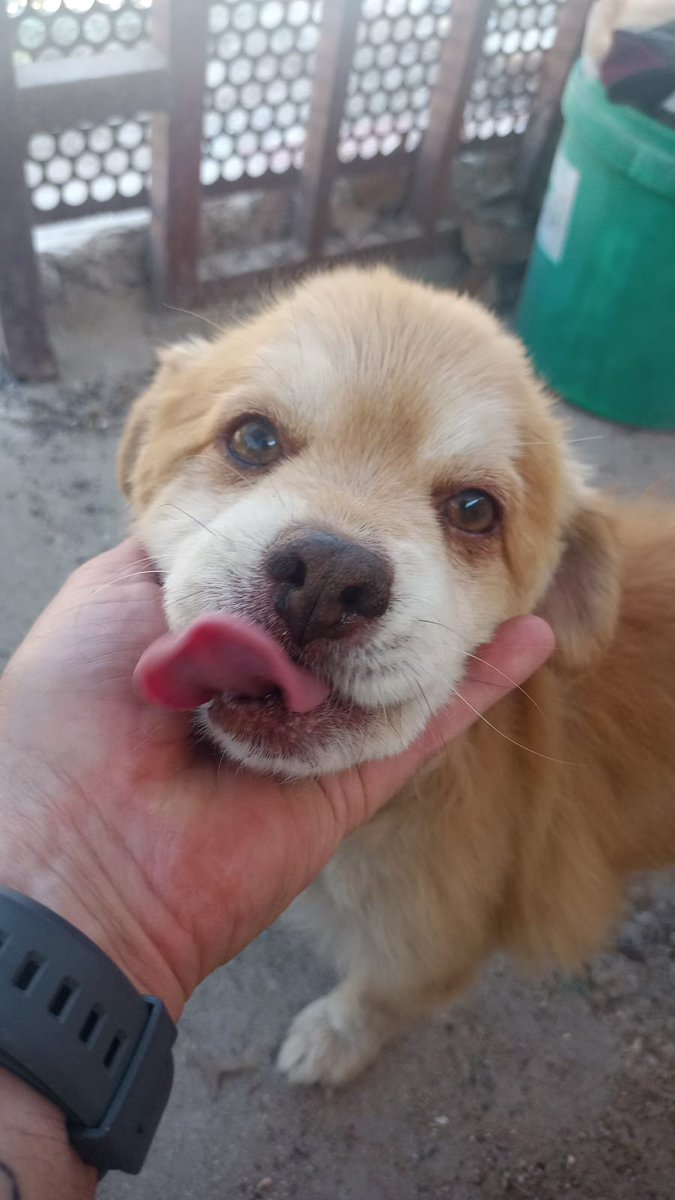 Abuelito abandonado en la calle, está en dependencias policiales  😢
🙏  Acogida o adopción 🙏 Antes de que se lo lleven a la perrera 😭
Tiene muy poquitos dientes, en la perrera no aguantará pobrecito 💔Tamaño pequeño, solo waptsa 658990609
Pueblo de Toledo