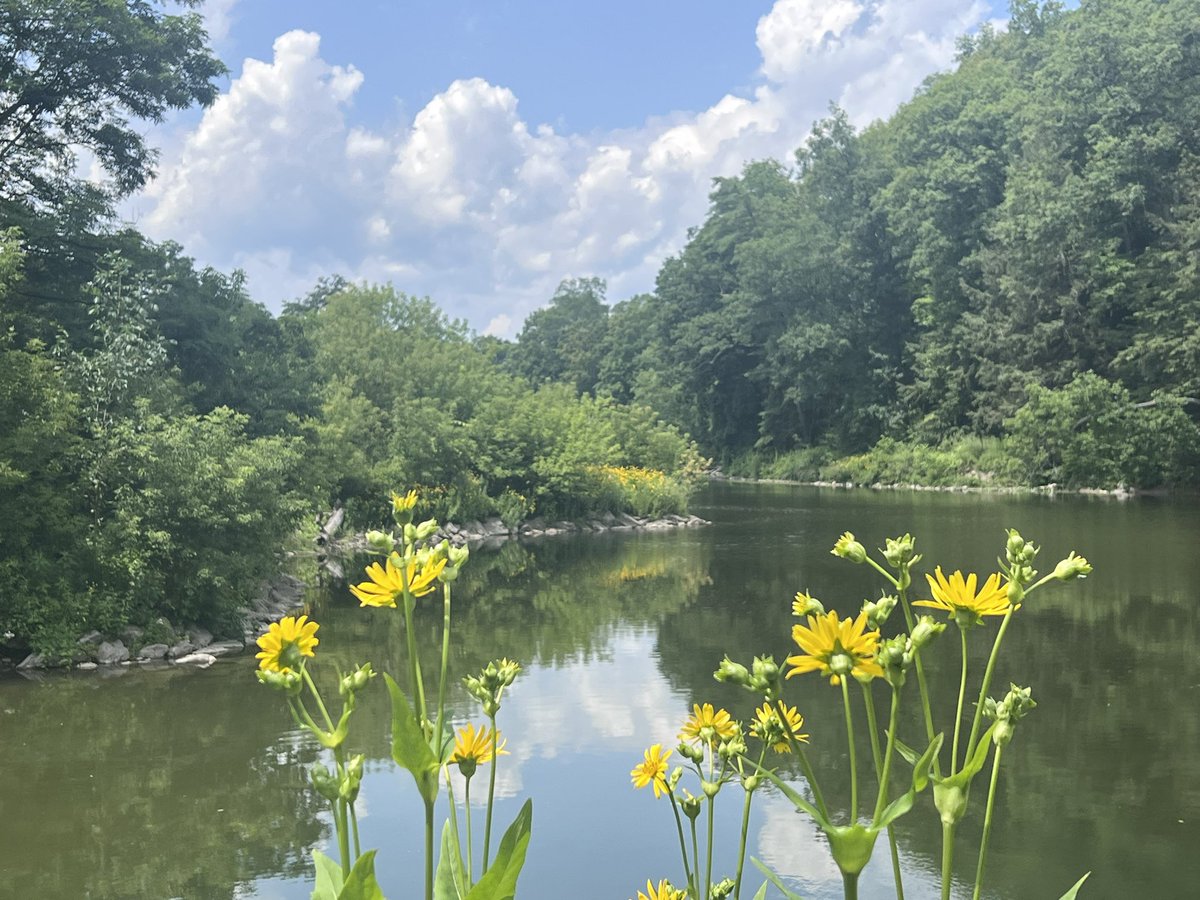 MagdalenLindebe's tweet image. Grateful to have Beene Lake a 3 minute walk from my office ☺️ @CornellCALS
