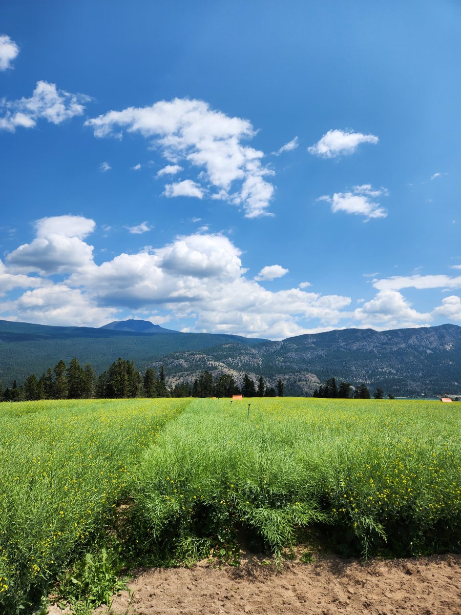 Another quick trip out to B.C. last week for a second look .<a href="/DLseeds/">DL Seeds</a> hybrid canola parent seed productions. Things moved quickly in 3 weeks!