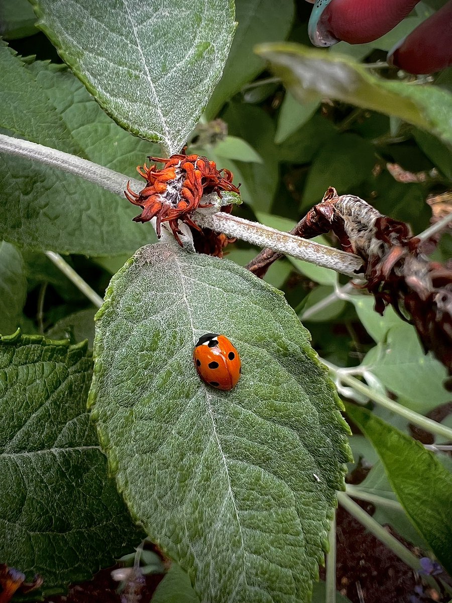 LucyFulker's tweet photo. @Lightroom Nature 🐞 🌺 🌼 🐝 🍃 https://t.co/wyxQJXp4Ux