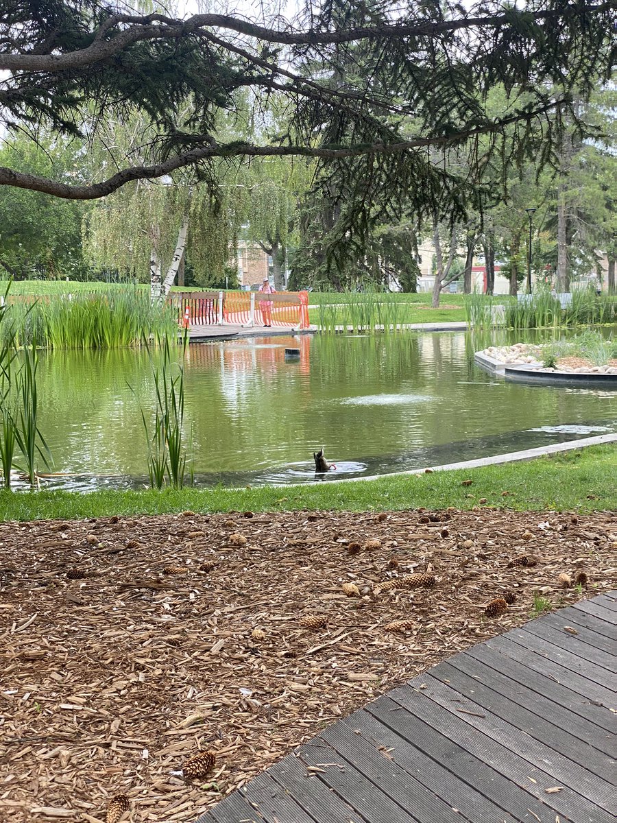 There is no mallard in this picture. 🤭 (<a href="/DinicolaNicola/">Yes, Nicola Dinicola is my real name.</a> )