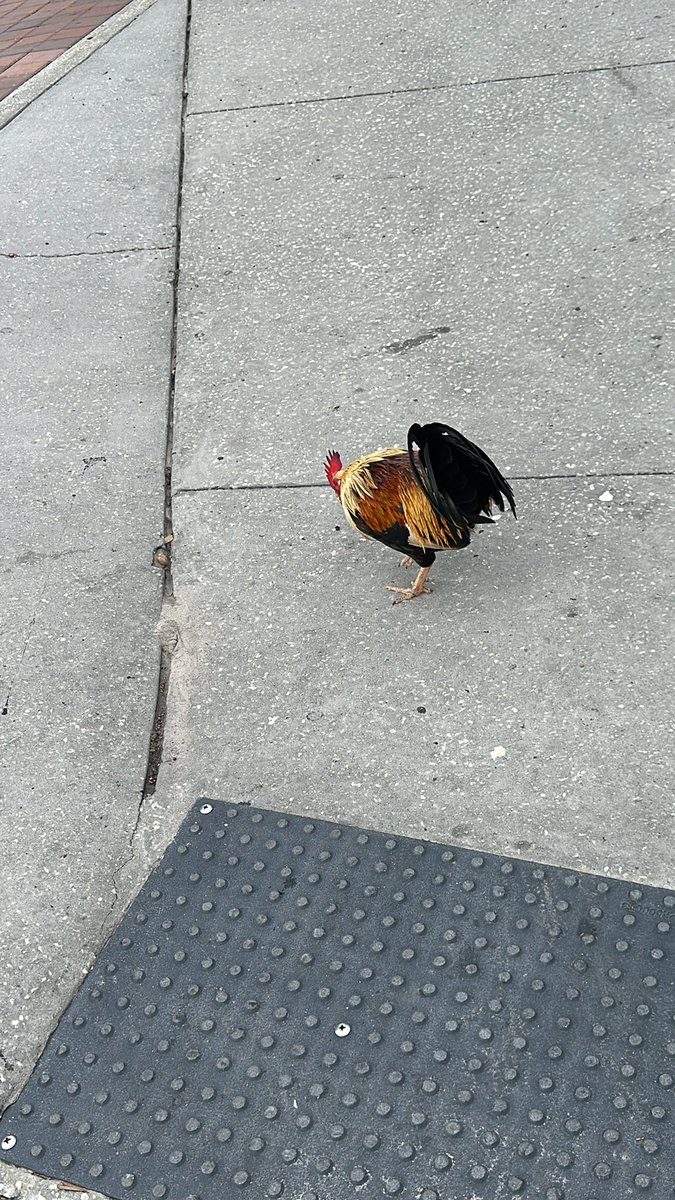 ochocinco's tweet photo. 🐓 https://t.co/TQeLf7xJJ1