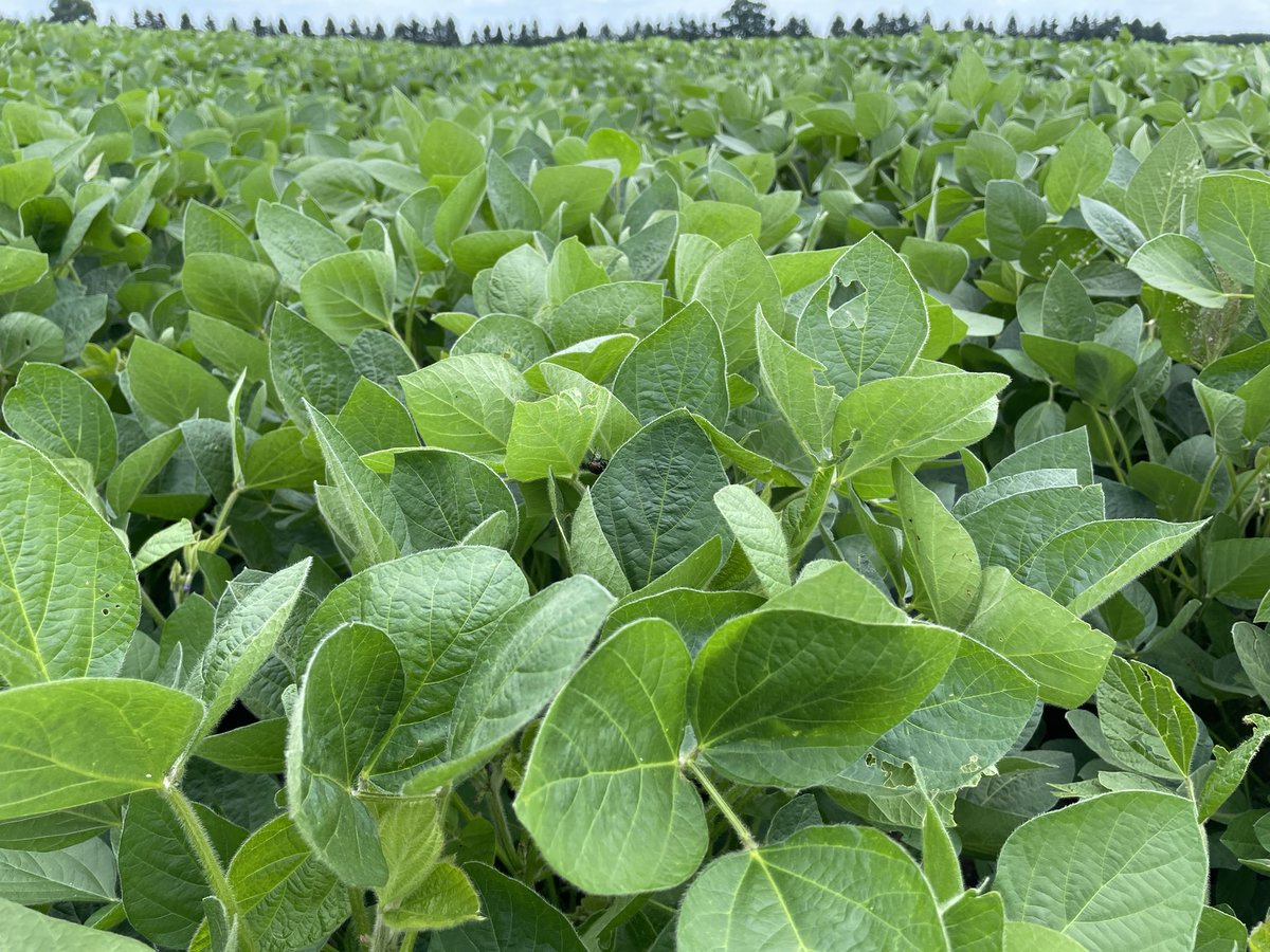 Sarah Starratt tweet media