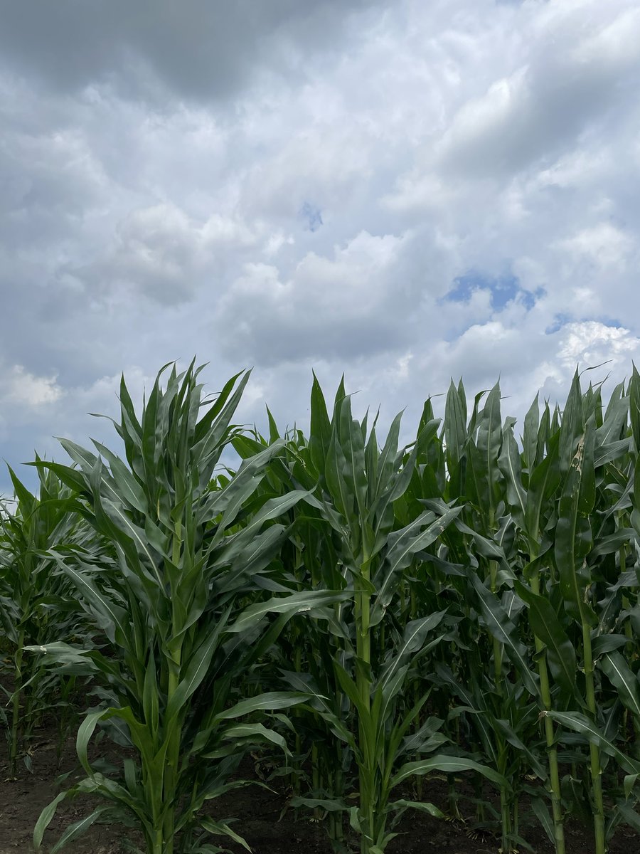 Sarah Starratt tweet media