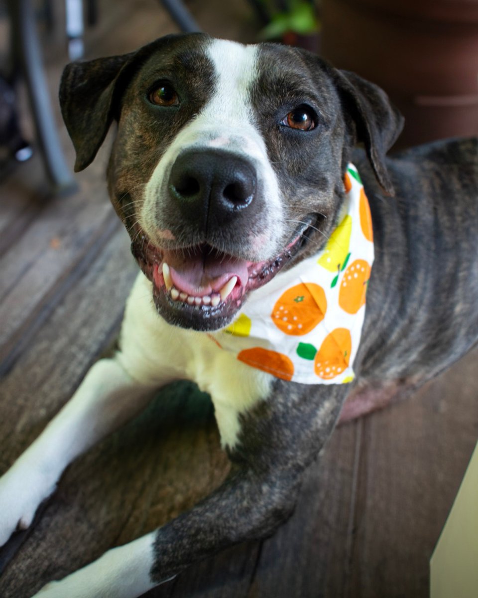 OpenDoorAnimals's tweet photo. ๐พ Meet Bella, the one-of-a-kind cuddler and joyful girl. After 17 months, she's still searching for her perfect match. Could you be that special someone who understands her sensitivity? Help Bella find her forever home! ๐ก #AdoptDontShop #SpecialDog #ForeverHome โค๏ธ https://t.co/c5RoLWw1Or