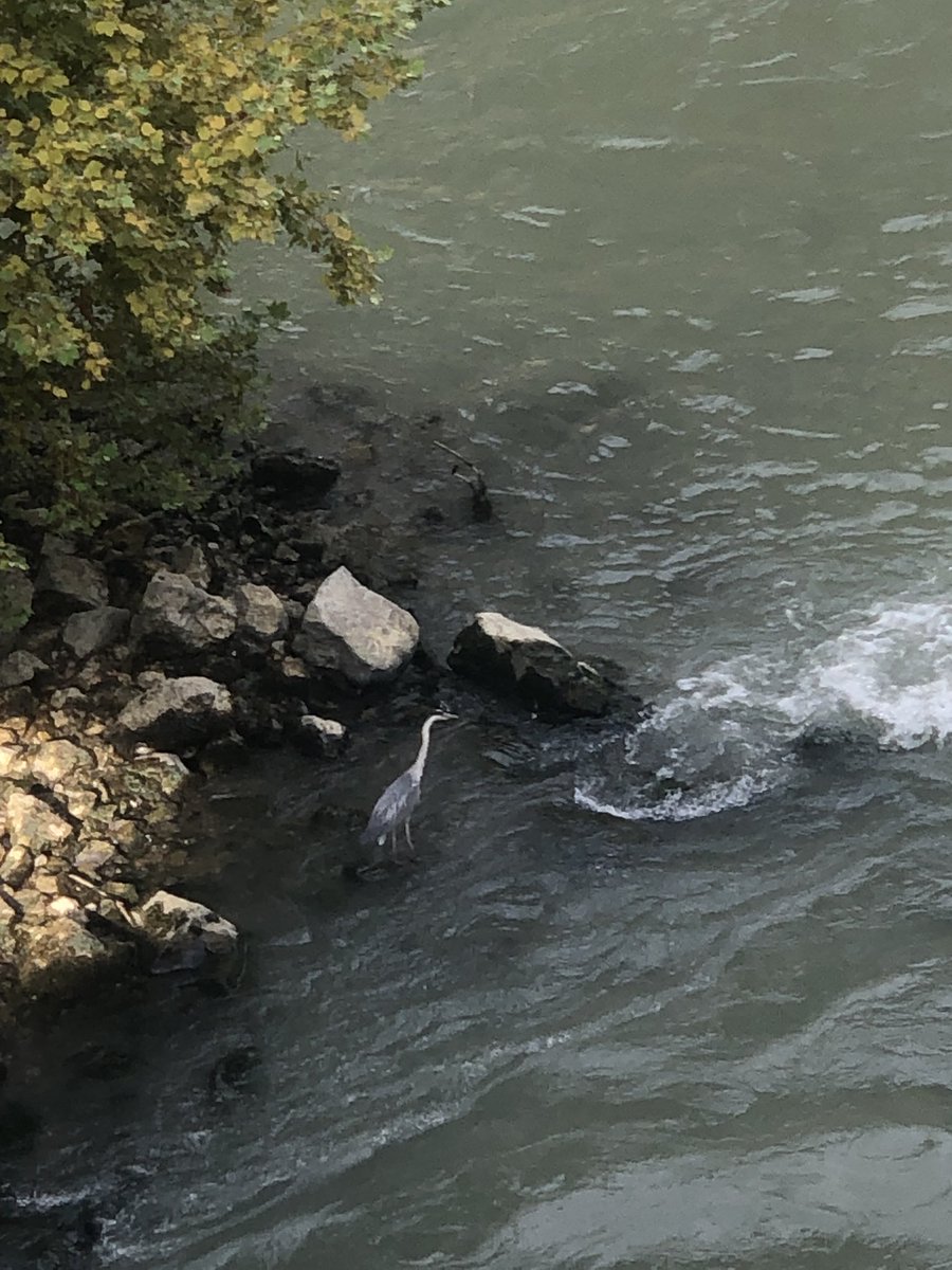 DimitriGerard's tweet photo. @PierreAlquier @every_heron Bon ok je sais que je n’ai pas un bon appareil, mais j’ai pensé à ton tweet tout à l’heure.
Voici un héron vu cet après-midi sur le Tibre près de l’île tibérine à Rome. https://t.co/sXZaF8QkHf