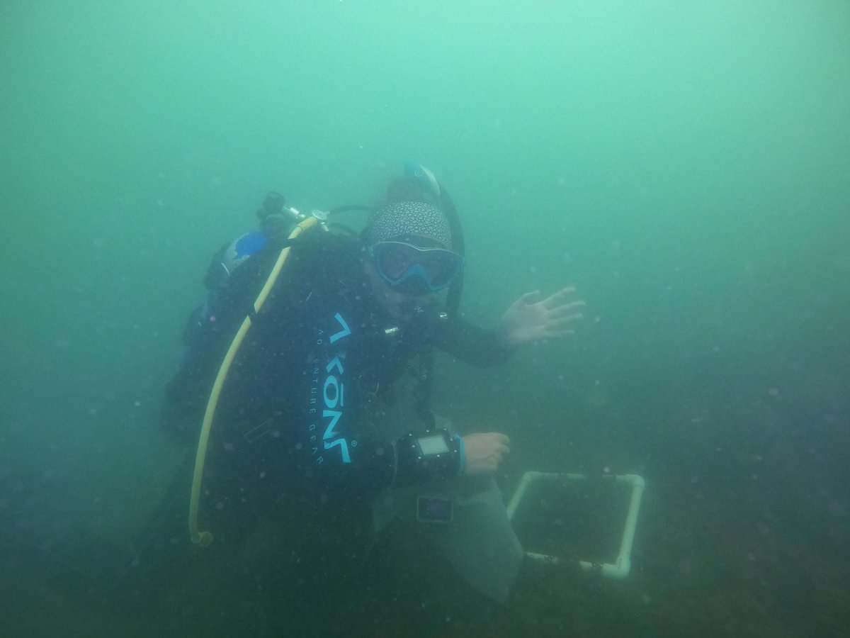 SeanPGrace's tweet photo. Oh, they will! Great work @myrwu, @universityofri @SCSU @Werth_Center ! Plus Kerry Bresnahan @NU_ThreeSeas! Great day! Such a good day to dive! Good luck with #spawnfest #astrangiathings 😀🤿 https://t.co/IXnUMVWeV6