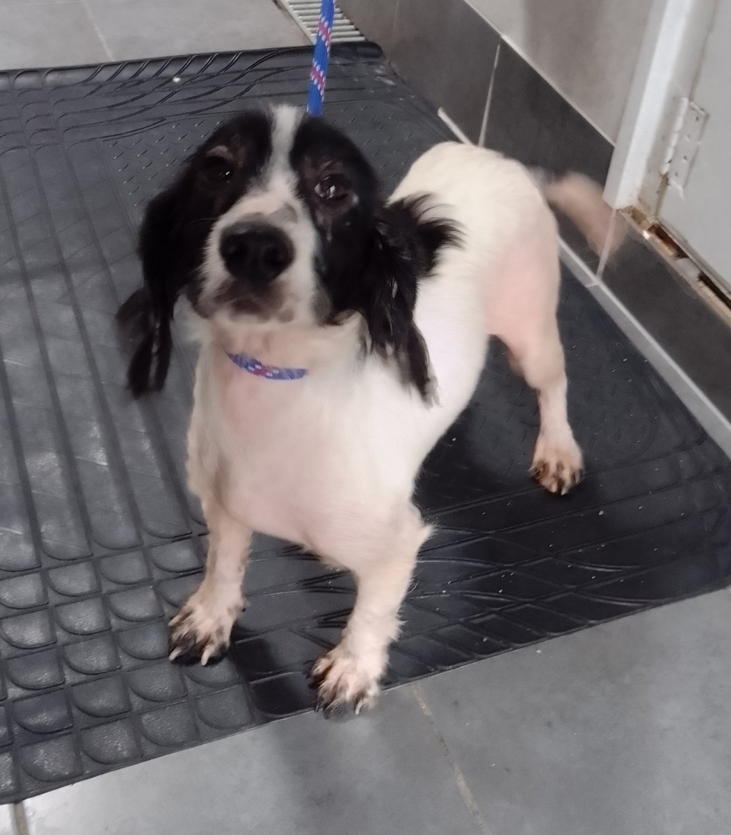 Animal Adoptions UK 🐕‍🦺🐈🐎❤️ tweet media
