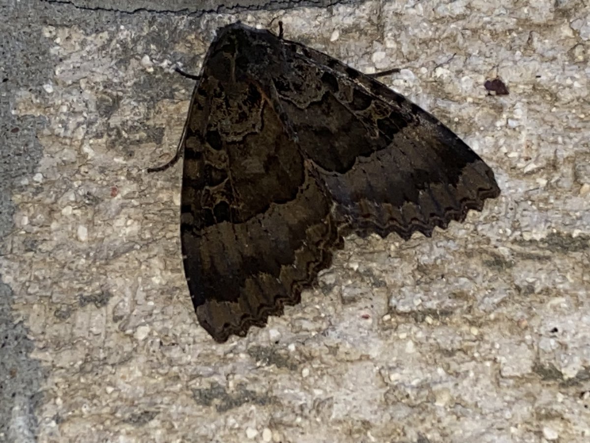 Stewart found this moth in my garage can you id it for me