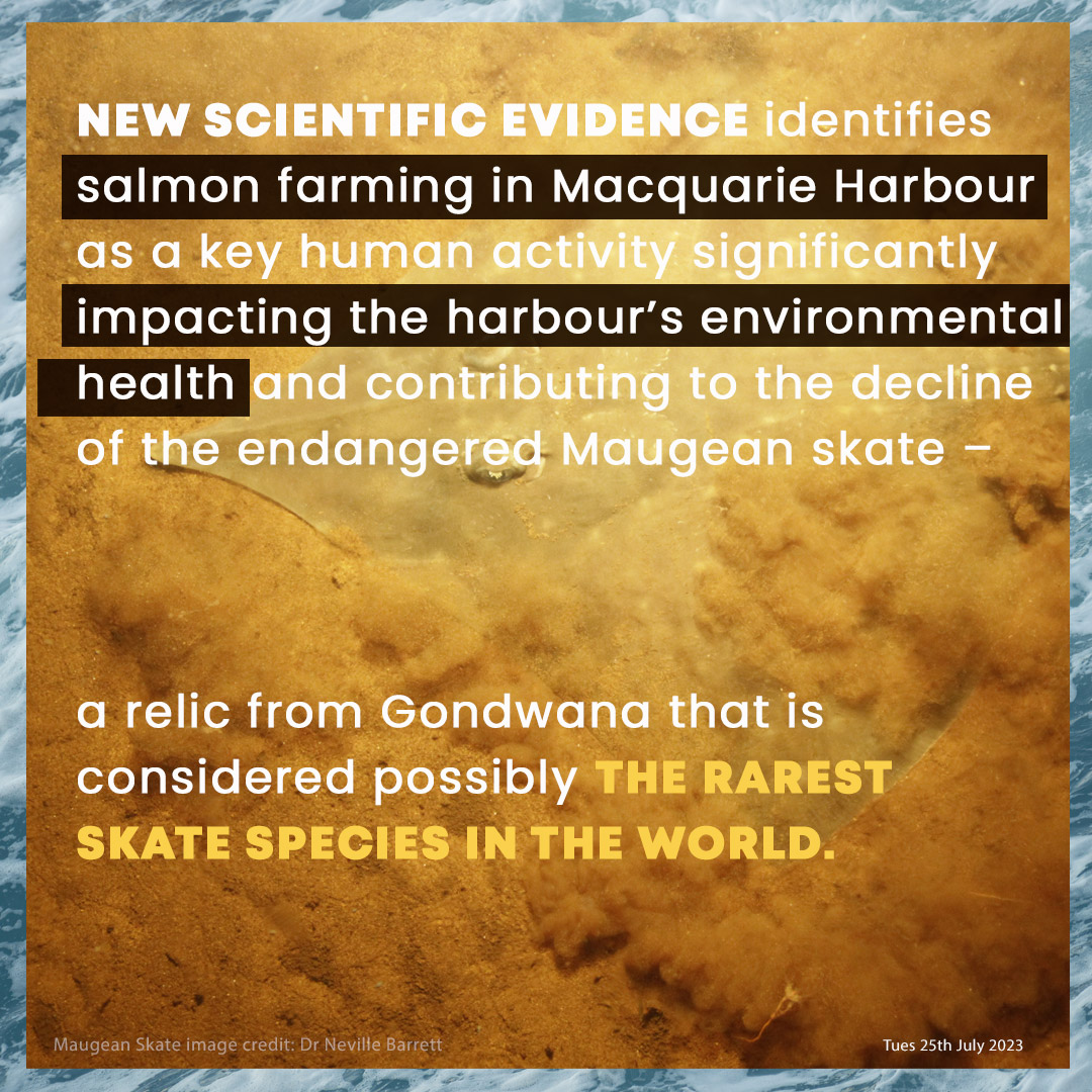 sharkproject's tweet photo. Over 80 groups worldwide demand @BAP_Seafood &amp; @GLOBALGAP stop #greenwashing the extinction of the #MaugeanSkate &amp; revoke eco-labels from Macquarie Harbour farmed salmon &amp; trout now!  #savetheskate https://t.co/ygPtcUFuto