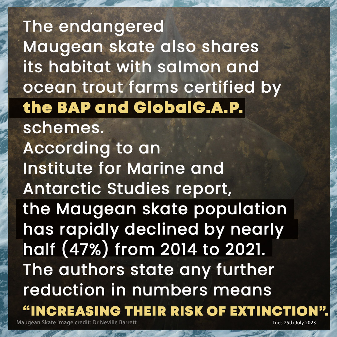 sharkproject's tweet photo. Over 80 groups worldwide demand @BAP_Seafood &amp; @GLOBALGAP stop #greenwashing the extinction of the #MaugeanSkate &amp; revoke eco-labels from Macquarie Harbour farmed salmon &amp; trout now!  #savetheskate https://t.co/ygPtcUFuto
