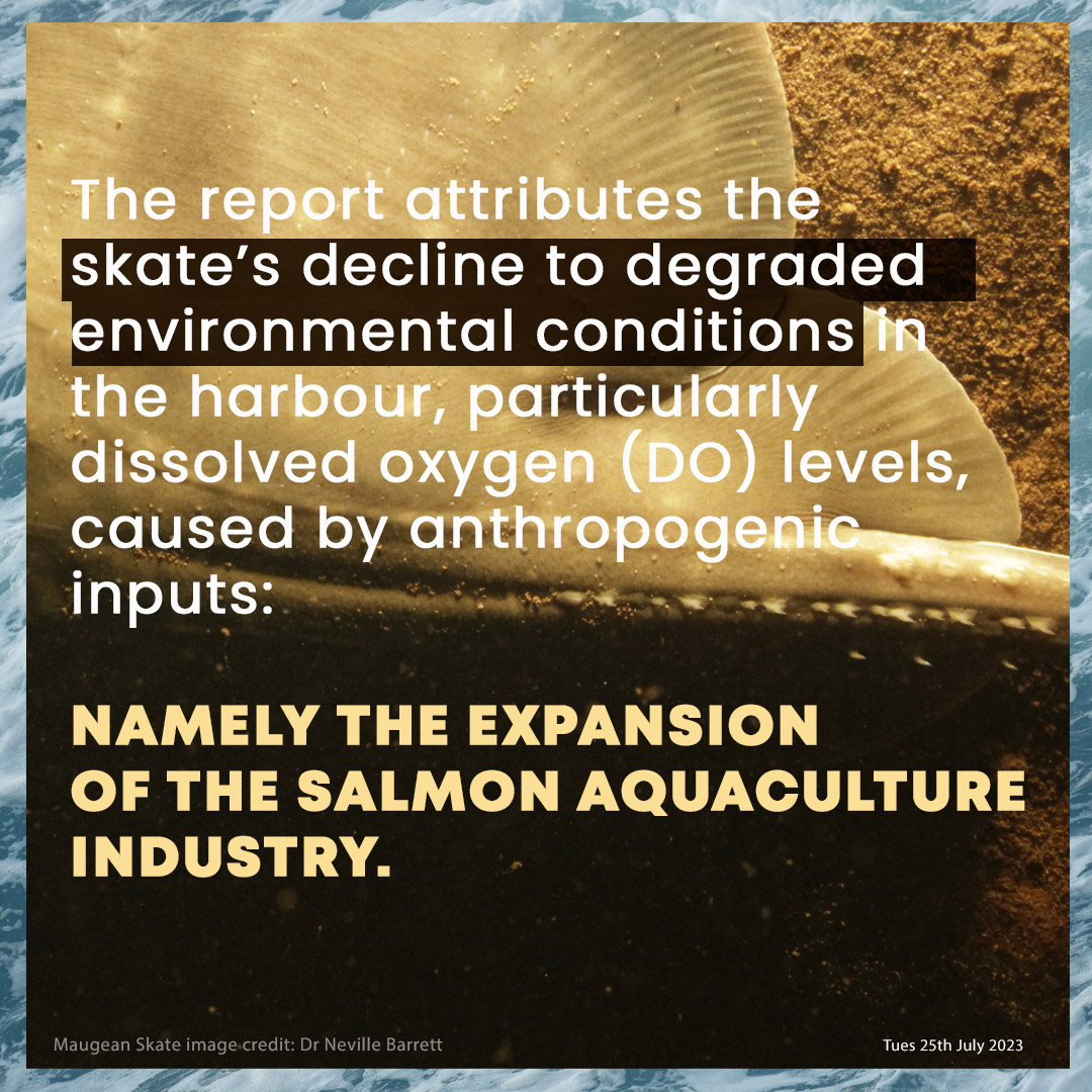 sharkproject's tweet photo. Over 80 groups worldwide demand @BAP_Seafood &amp; @GLOBALGAP stop #greenwashing the extinction of the #MaugeanSkate &amp; revoke eco-labels from Macquarie Harbour farmed salmon &amp; trout now!  #savetheskate https://t.co/ygPtcUFuto