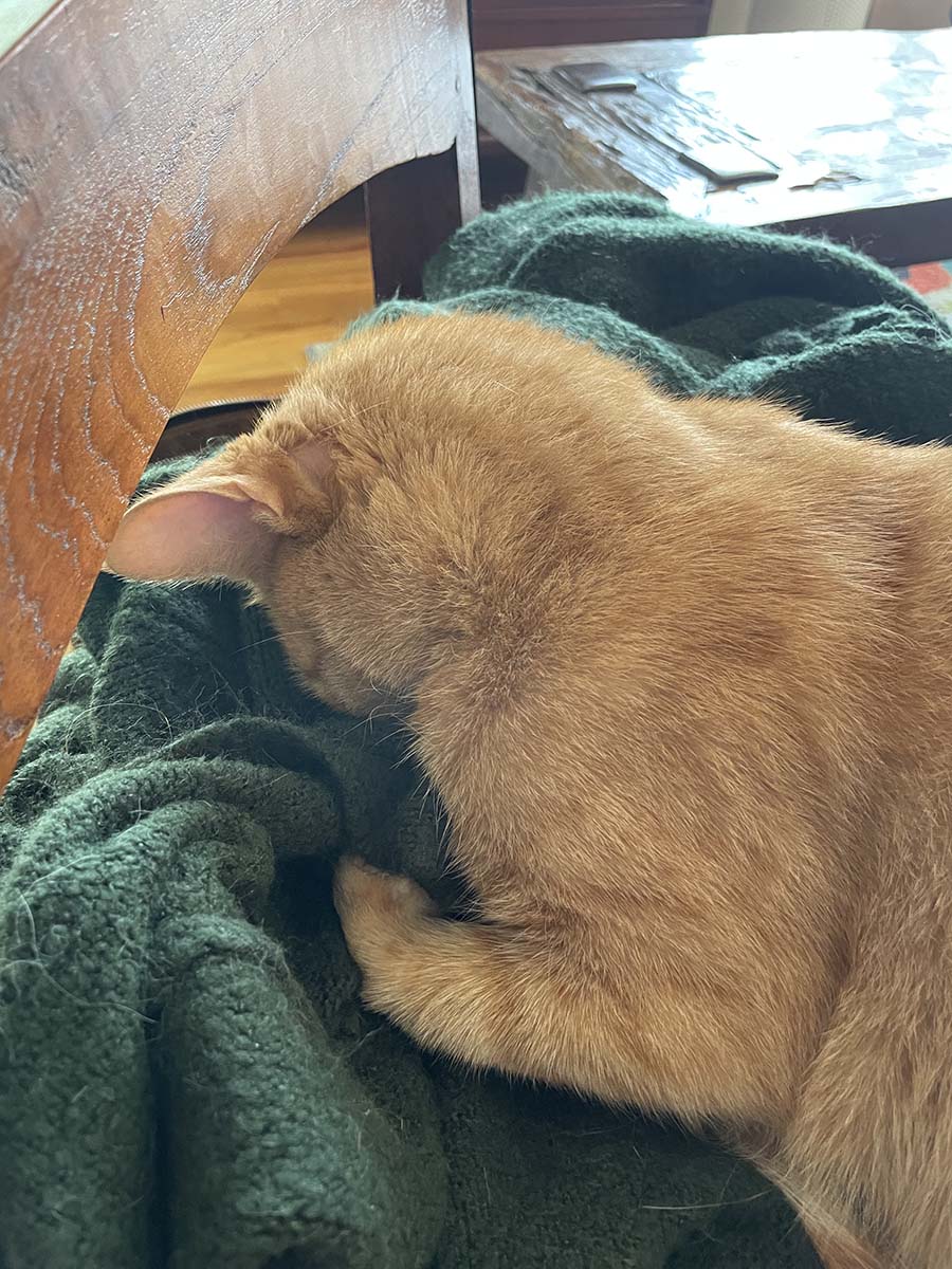 Jeannie Evers tweet media