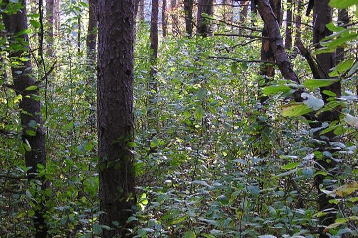 ACE at Illinois (@aceatil) on Twitter photo Private family forest landowners have different priorities for how they manage their land. In a new study published by <a href="/JournalAAEA/">Journal of the AAEA</a>, <a href="/ssatallah/">Shadi Atallah شادي عطاالله</a> looked at what motivates family forest landowners to manage invasive species.
Read more 🔗ow.ly/6x8T50PjO7g Private family forest landowners have different priorities for how they manage their land. In a new study published by <a href="/JournalAAEA/">Journal of the AAEA</a>, <a href="/ssatallah/">Shadi Atallah شادي عطاالله</a> looked at what motivates family forest landowners to manage invasive species.
Read more 🔗ow.ly/6x8T50PjO7g