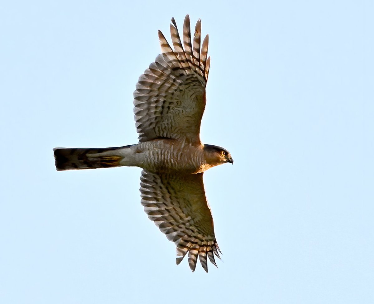 I saw this bird of prey in my Somerset village one evening last week, but which of the following do you think it is? 🤔

Sparrowhawk? 🐦
Buzzard? 🐦
Kestrel? 🐦
Peregrine Falcon? 🐦