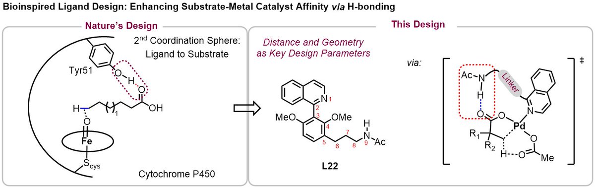 Yulab (@yulabjin) on Twitter photo THE biggest challenge in CH activation: down or up-regulate the metal/substrate affinity. Enzymes use directing effect so effectively and elegantly that we do not even call them out. Can we mimic: pubs.acs.org/doi/10.1021/ja…; <a href="/JacobsenLab/">Jacobsen Lab</a> <a href="/HoveydaLab/">Hoveyda Lab</a> <a href="/MillerGroupYale/">Miller Group</a> THE biggest challenge in CH activation: down or up-regulate the metal/substrate affinity. Enzymes use directing effect so effectively and elegantly that we do not even call them out. Can we mimic: pubs.acs.org/doi/10.1021/ja…; <a href="/JacobsenLab/">Jacobsen Lab</a> <a href="/HoveydaLab/">Hoveyda Lab</a> <a href="/MillerGroupYale/">Miller Group</a>