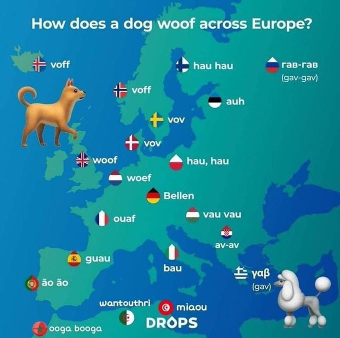 Memakker's tweet photo. por que los perros en argelia cuentan en inglés https://t.co/IbJBAvppOG