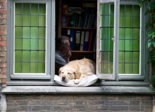 This is Fidèle. He napped on that windowsill, over the Groenerei canal in Bruges, Belgium, for over a decade. By doing so, he quickly became one of the most photographed dogs in the world...