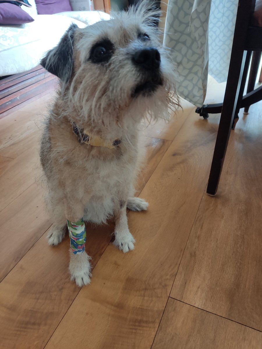 BTWoody's tweet image. I've bin a brave but grumpy boy at the V E T today. 
I had a big sleep and when I woke up FIVE of me teef were gone #pfft