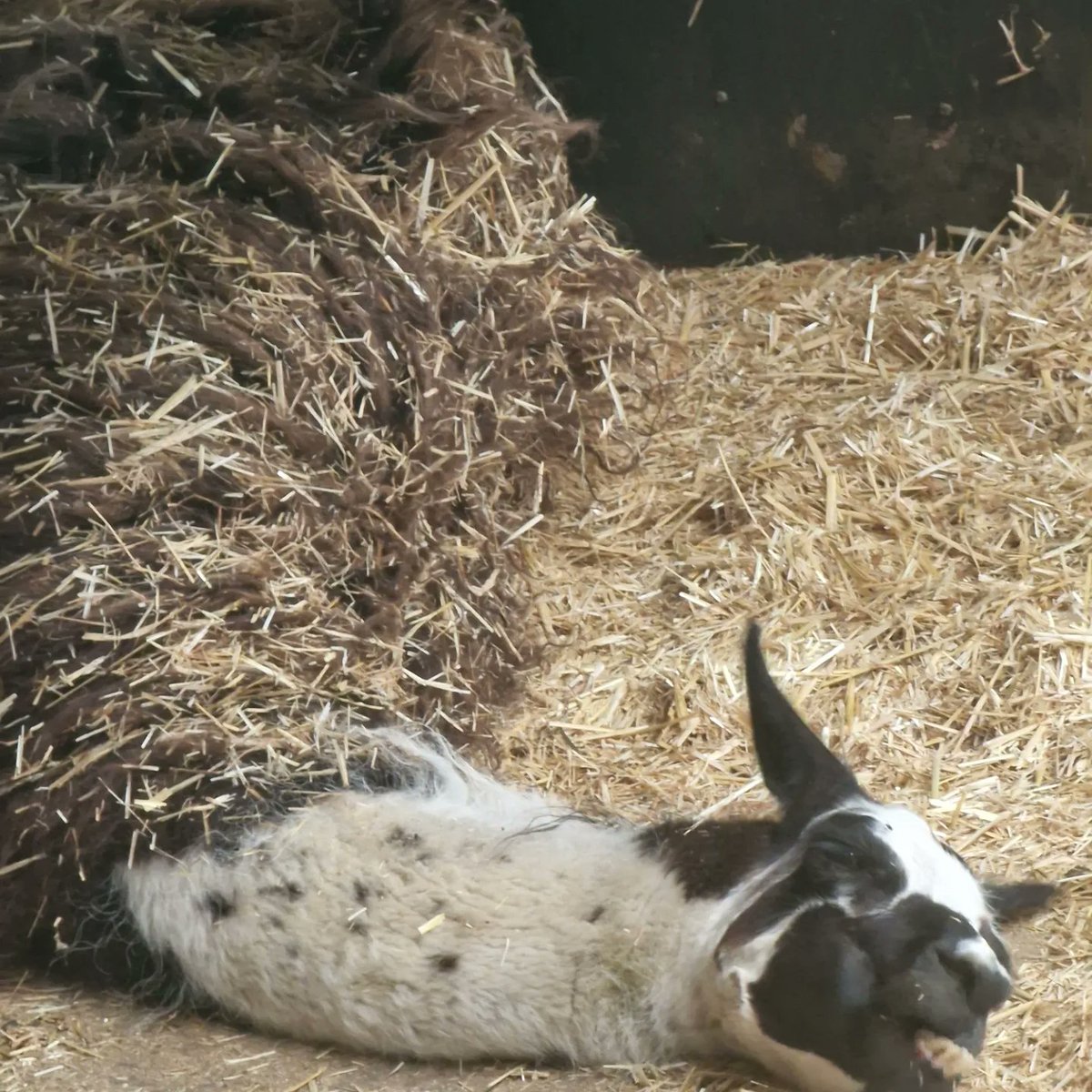 Moon88Nic's tweet photo. Yesterday's wet trip to @CannonHallFarm https://t.co/zgdCETWa8z