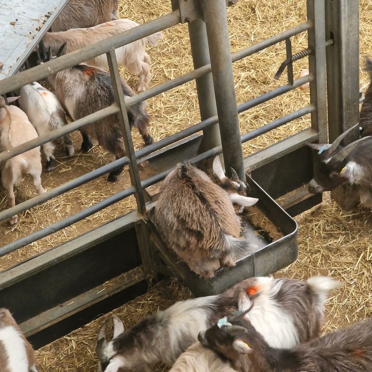 Moon88Nic's tweet photo. Yesterday's wet trip to @CannonHallFarm https://t.co/zgdCETWa8z