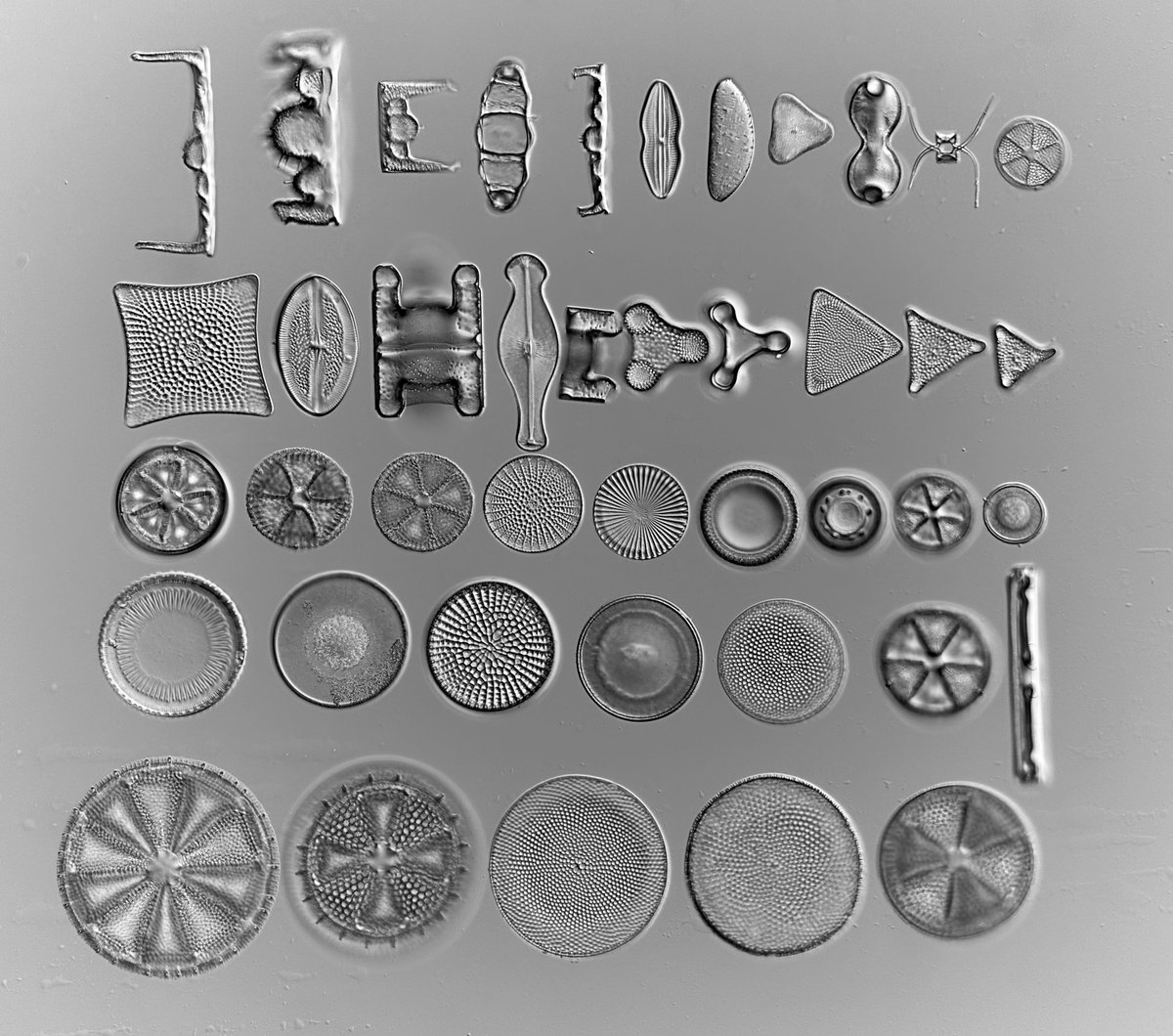 DiatomAppSoc's tweet image. Stunning arrangement of diatoms by Emiliano Bellotti 🔬DIC 📷 by me