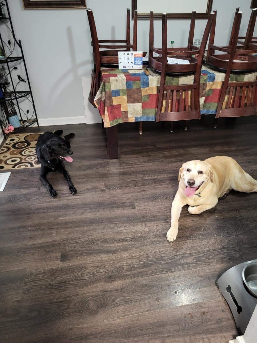 venetianblonde's tweet image. Some good news for Monday: Violet, Louisa and Duke were set to die at Russell County/Phenix City shelter, Alabama. They're all safe home in Maryland, thanks to Lucky's Legacy Rescue. Please share, and send a little $ to some real dog savers. Thank you x
🙏
luckyslegacyrescueorg.wordpress.com