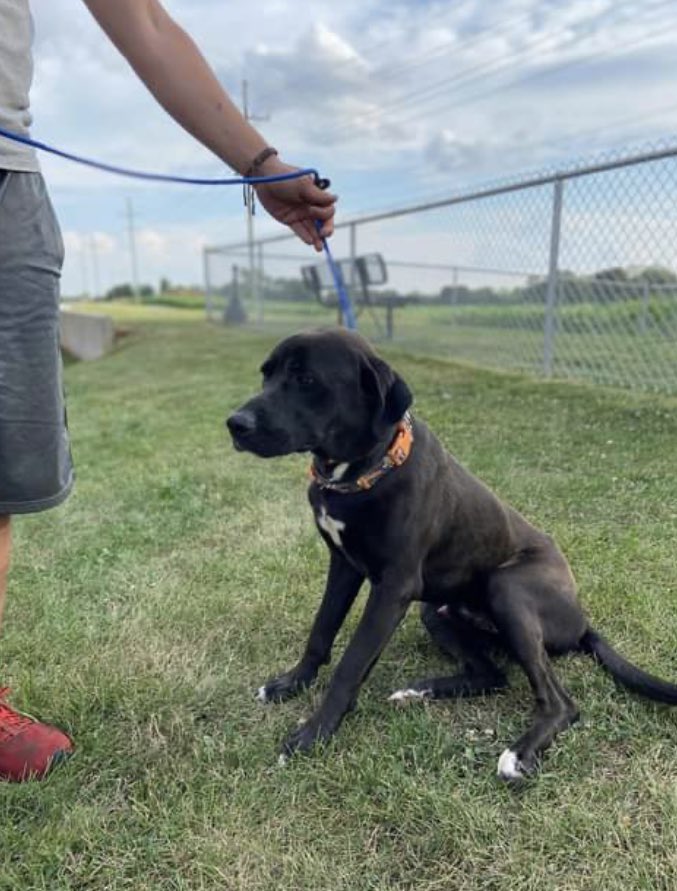 venetianblonde's tweet image. Some good news for Monday: Violet, Louisa and Duke were set to die at Russell County/Phenix City shelter, Alabama. They're all safe home in Maryland, thanks to Lucky's Legacy Rescue. Please share, and send a little $ to some real dog savers. Thank you x
🙏
luckyslegacyrescueorg.wordpress.com