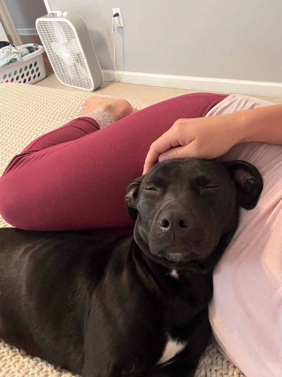 venetianblonde's tweet image. Some good news for Monday: Violet, Louisa and Duke were set to die at Russell County/Phenix City shelter, Alabama. They're all safe home in Maryland, thanks to Lucky's Legacy Rescue. Please share, and send a little $ to some real dog savers. Thank you x
🙏
luckyslegacyrescueorg.wordpress.com