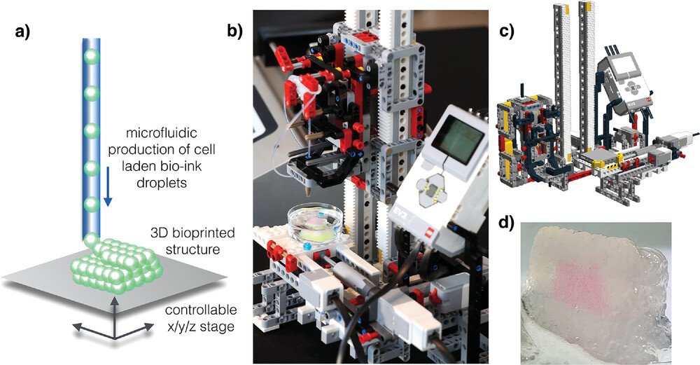 MWNautilus's tweet photo. Development &amp; Evaluation of a low-cost #OpenSource #LEGO #3DBioprinter: From building-blocks to building blocks of life:
https://t.co/ujDXR8FNkp
#DIYbio #lab #instruments #3Dprinting #3Dprinter #microfluidics #hydrogel #alginate #cells #biology #tissue #Mindstorms https://t.co/87B0iXQ56h