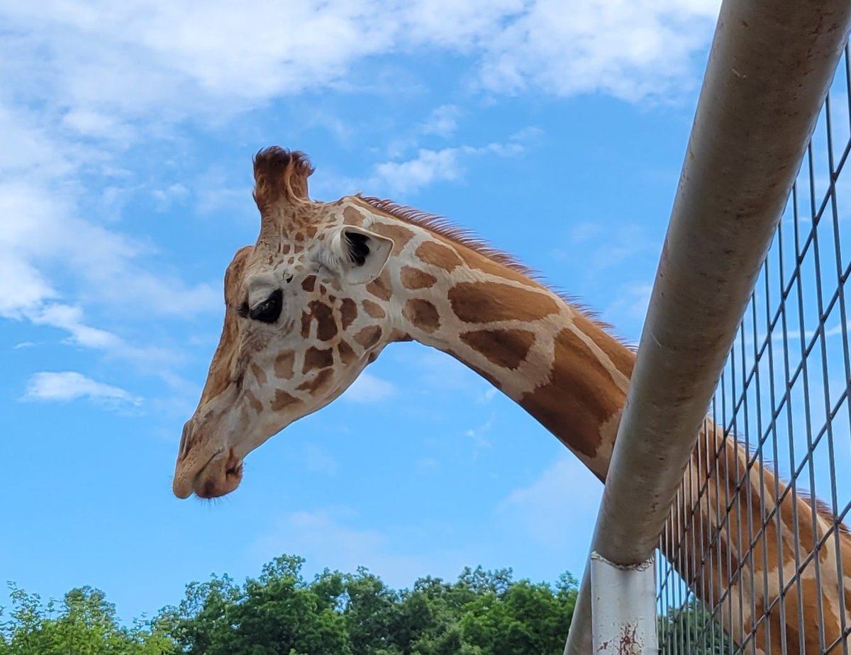 Sticking my neck out with some advice after yesterday's post had over 10,000 views!

1) Read the tweet. Don't see #clearthelist and drop your link. 

2) Don't drop your link without telling us about yourself. 

3) 🚫 🍊boxes. Add a gif/pic to personalize your post.