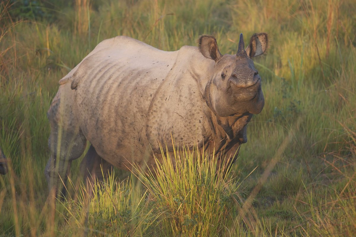 Smile it’s Monday! 😄 

📸 Renaud Fulconis 

#rhino #savetherhino #rhinoceros #saverhinos #rhinoconservation #conservation