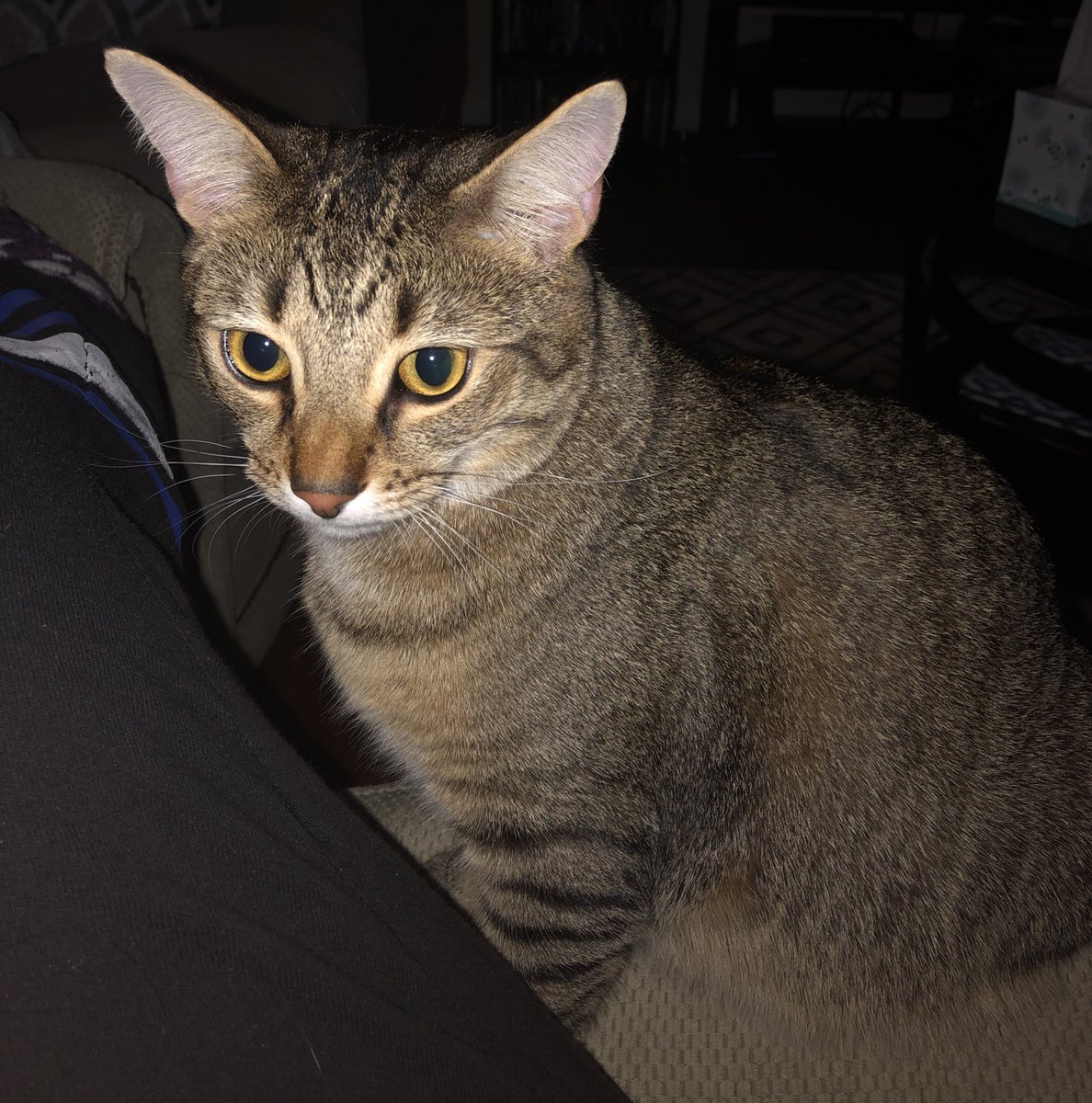 Bananabella4's tweet photo. @alishabless13 George is offended. https://t.co/oJuA2vdvp3