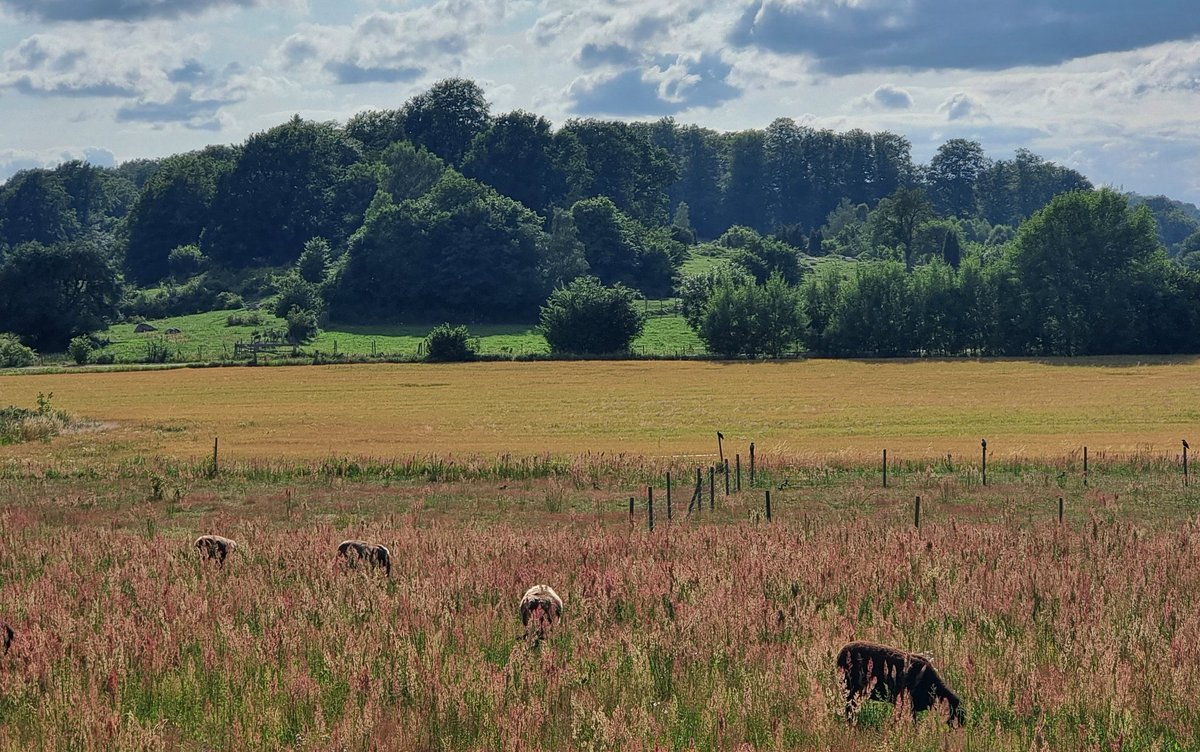 johanbraw's tweet image. Ynde by ❤️ #Sölvesborg