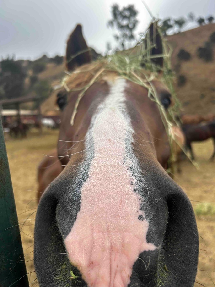 SunsetRanchLA's tweet image. Hello Monday! How y’all doing! 

#sunsetranchhollywood #mondaymood #hi #hollywoodsign