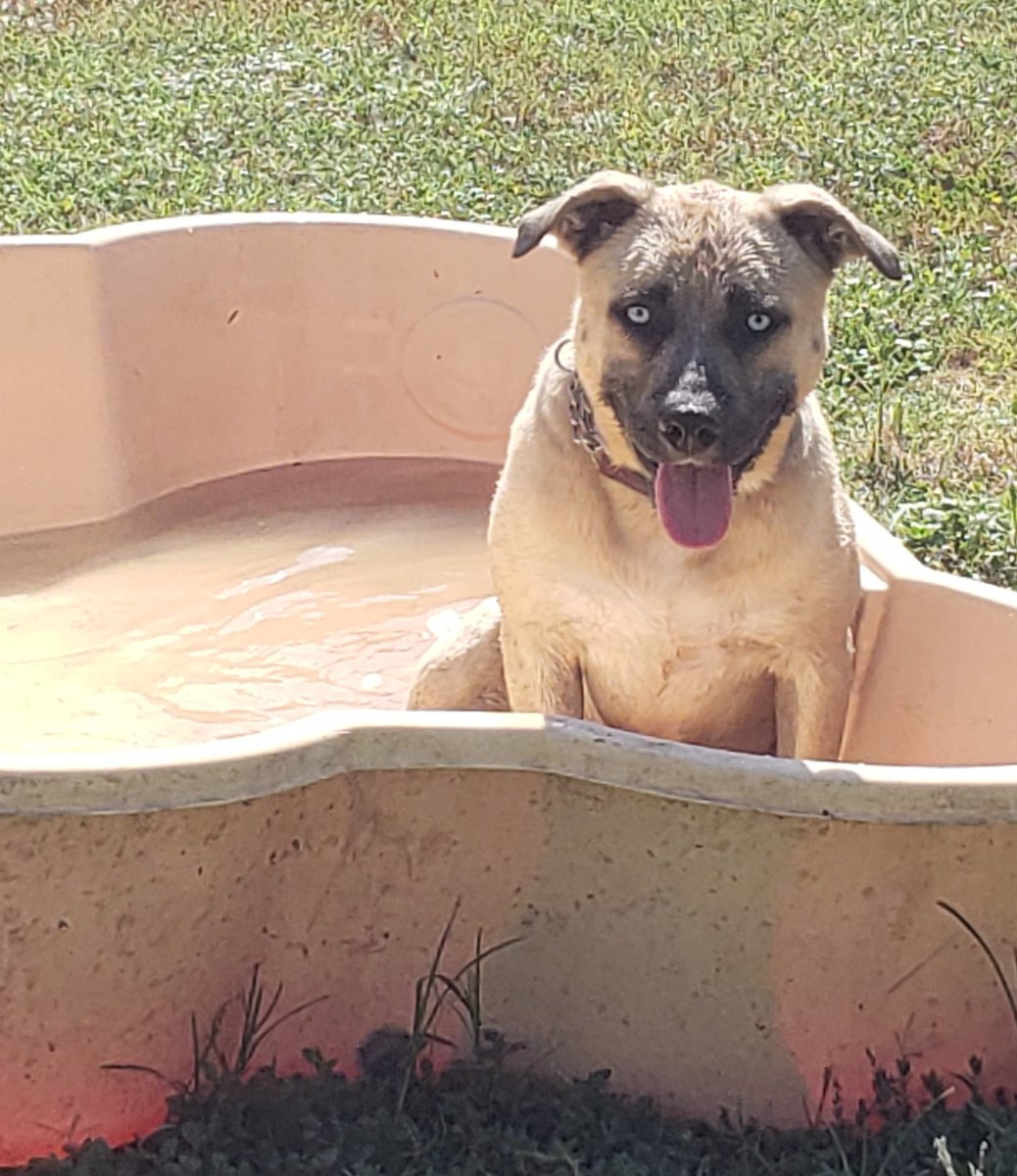 The heat index is what? 🌡️ 

Glacier 🏔️ wishes he were in the mountains.  He'll settle for A/C &amp; ice chips 🍧

Stats: male, 7m, 50#
Full bio: bit.ly/44CpPLK

Meet Glacier by stopping by or making an appointment. 
🕛 M/F 11-5, T/Th 11-6, Sat-Sun 12-4. 
☎️   512-930-3592