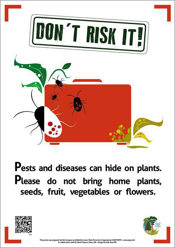 Pests and diseases can hide on plants. When travelling, please don't bring back plants, seeds, fruits, vegetables or flowers #DontRiskIt